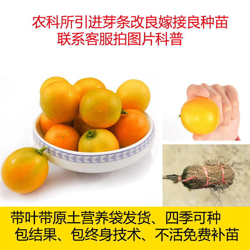 新品种特大果脆蜜金桔金柑融安滑皮金桔苗嫁接苗脆皮金桔树带果苗