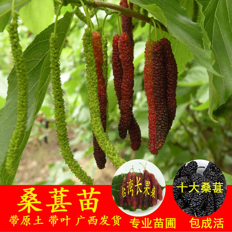 台湾四季长果桑水果桑树十大果桑葚树苗庭院庭院盆栽地栽当年结果