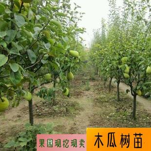 光皮木瓜苗南北方庭院地栽种植闻香阳台盆栽观赏食用果树当年结果
