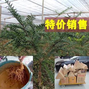 香榧树苗嫁接苗 榧树苗 雄树苗 香榧子树苗枫桥 诸暨盆栽苗结果苗