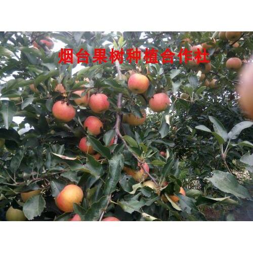 苹果树苗太平洋嘎啦苹果苗 南北方种植盆地栽果树 果苗可做授粉树