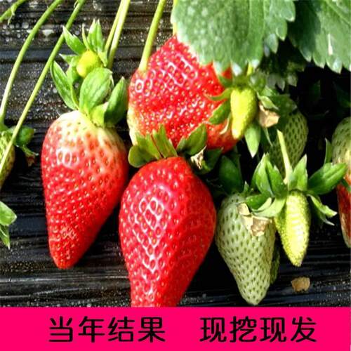 妙香七号结果苗当年结果苗奶油结果苗果树苗草莓结果草莓四季