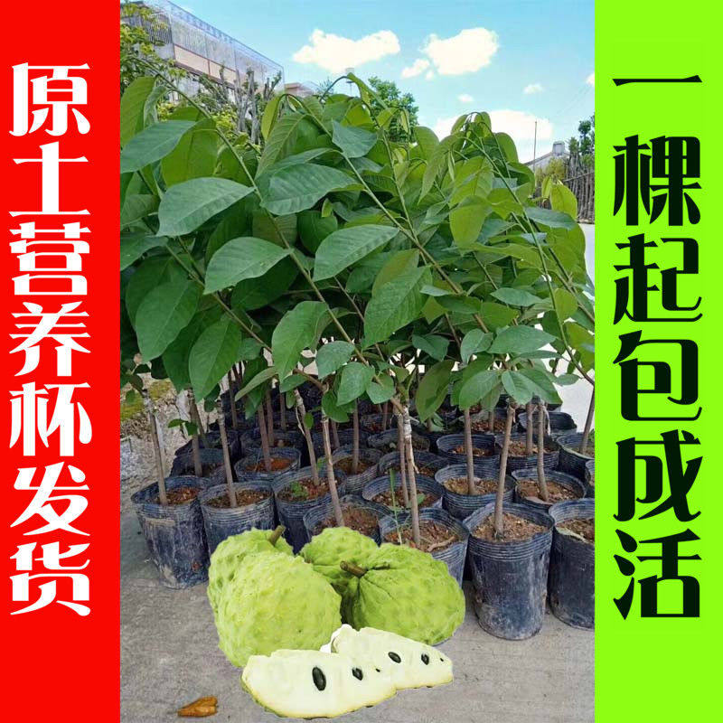 台湾释迦果苗 番荔枝树苗嫁接水果苗佛陀果树苗南方种植盆栽地栽