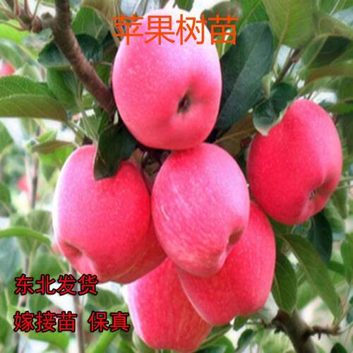 东北大苹果苗耐寒水果苗寒富苹果玫瑰红适合东北地区苹果树苗