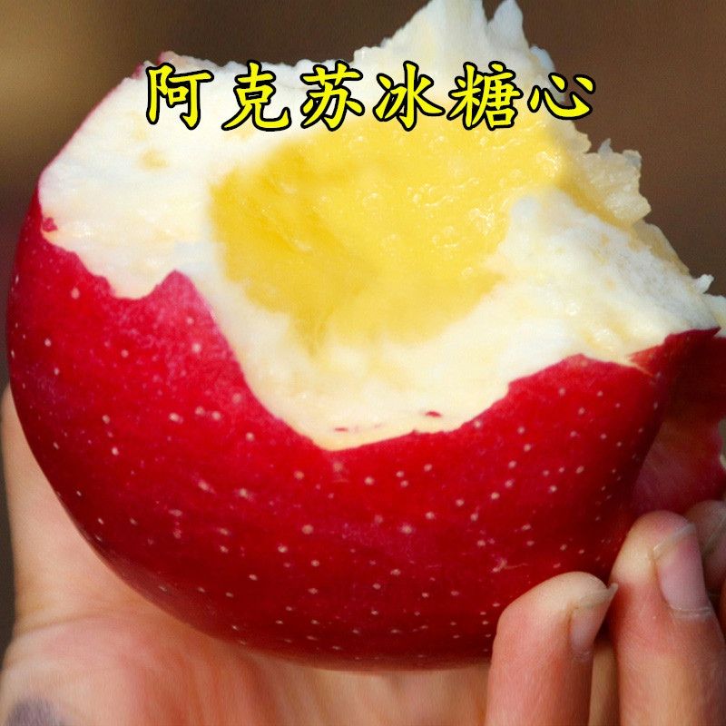新疆阿克苏冰糖心苹果树嫁接苗特大苹果苗盆栽地栽南方北方种植