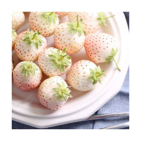 白雪公主草莓苗雪兔巨无霸特大姬妙香隋珠四季种植盆栽草莓苗
