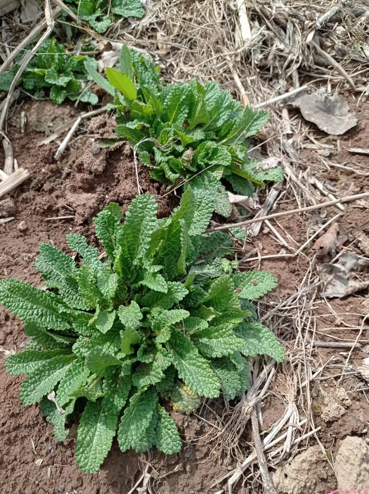 包邮hama草还魂草荔枝草 冬天春天有鲜品  500克 全年有干品
