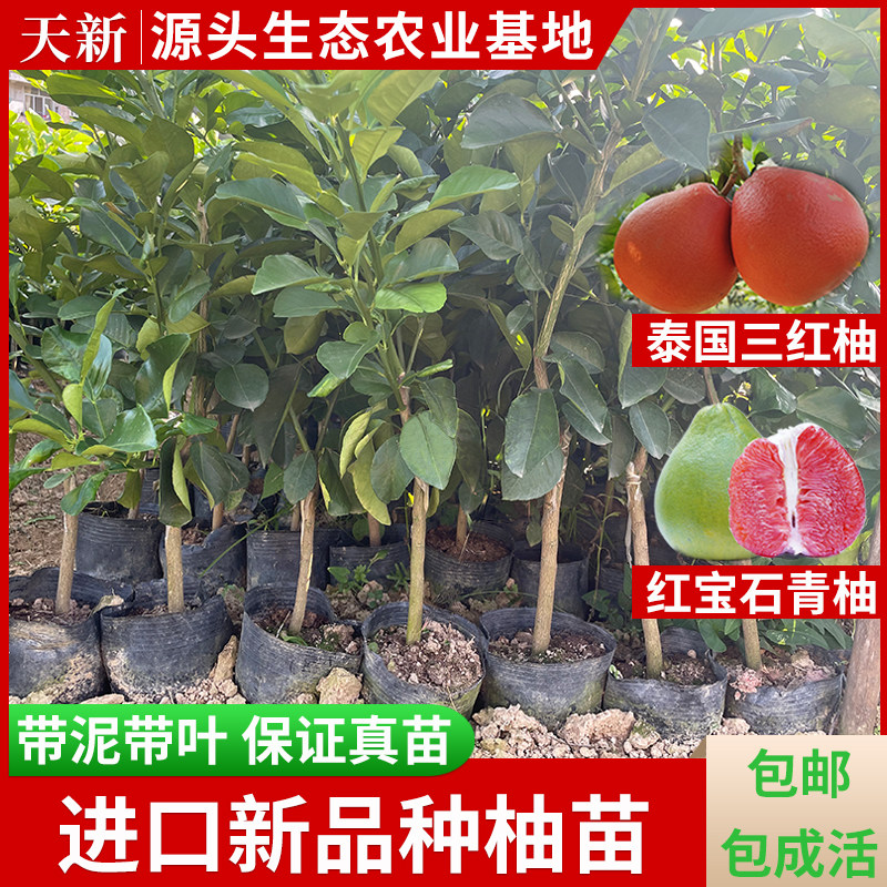 柚子树苗新品种泰国三红柚红宝石青柚沙田蜜柚特大嫁接苗庭院盆栽