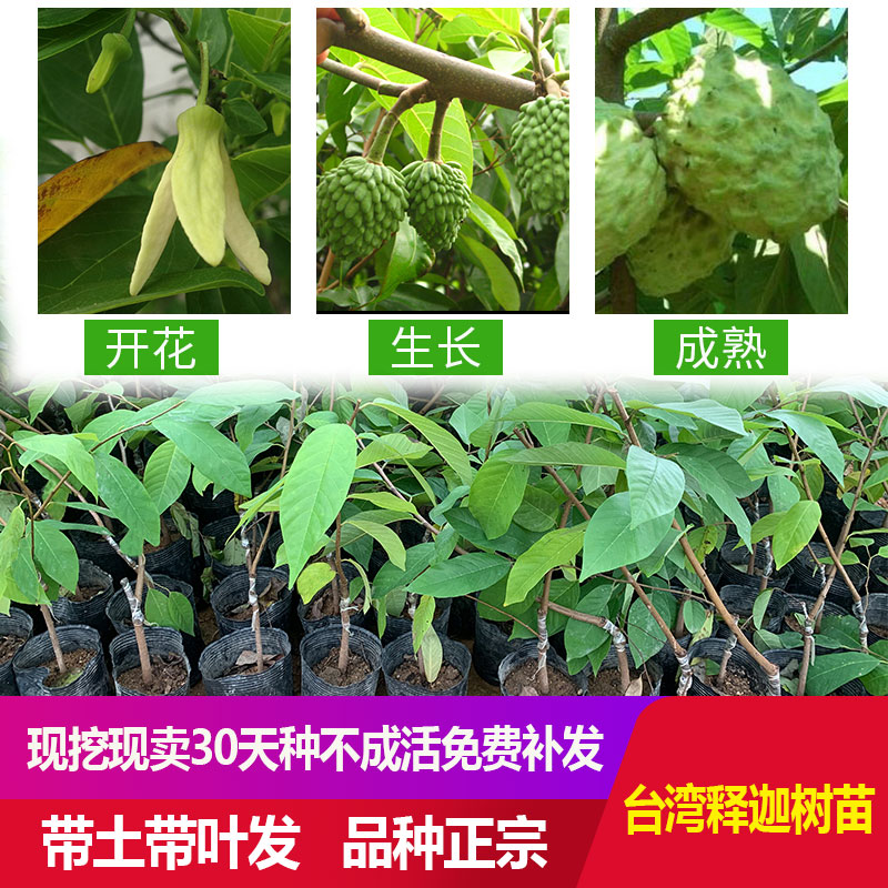 正宗台湾凤梨释迦果苗树特大番荔枝佛陀嫁接真苗当年结果南方种植
