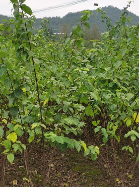 斑鸠叶树苗、神仙树树苗、长期供应各规格型号豆腐柴苗木