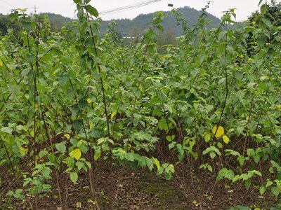 斑鸠叶树苗   神仙树树苗  长期供应各规格型号苗木