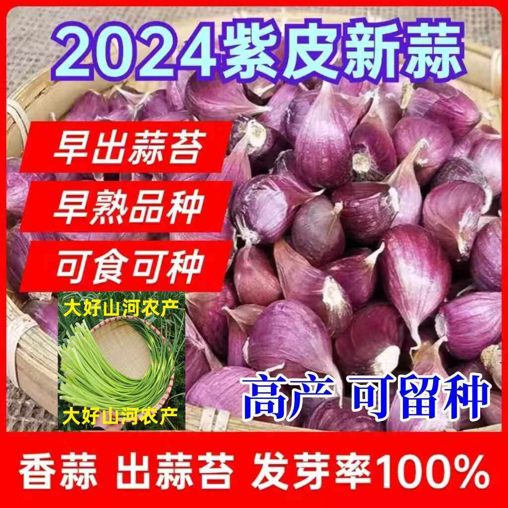 云南紫皮瓣蒜大蒜种子红皮大蒜头新干蒜米蒜苗出蒜苔可种可吃蒜子