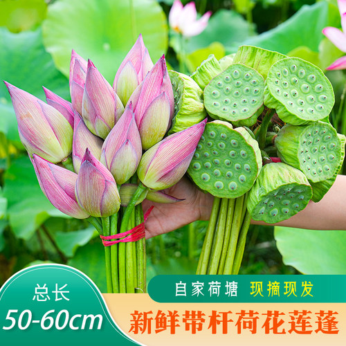 荷花鲜花室内夏季现摘莲蓬