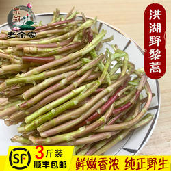 洪湖野藜蒿蓠蒿野生芦蒿菜新鲜包邮天然泥蒿湖北顺丰包邮泥蒿