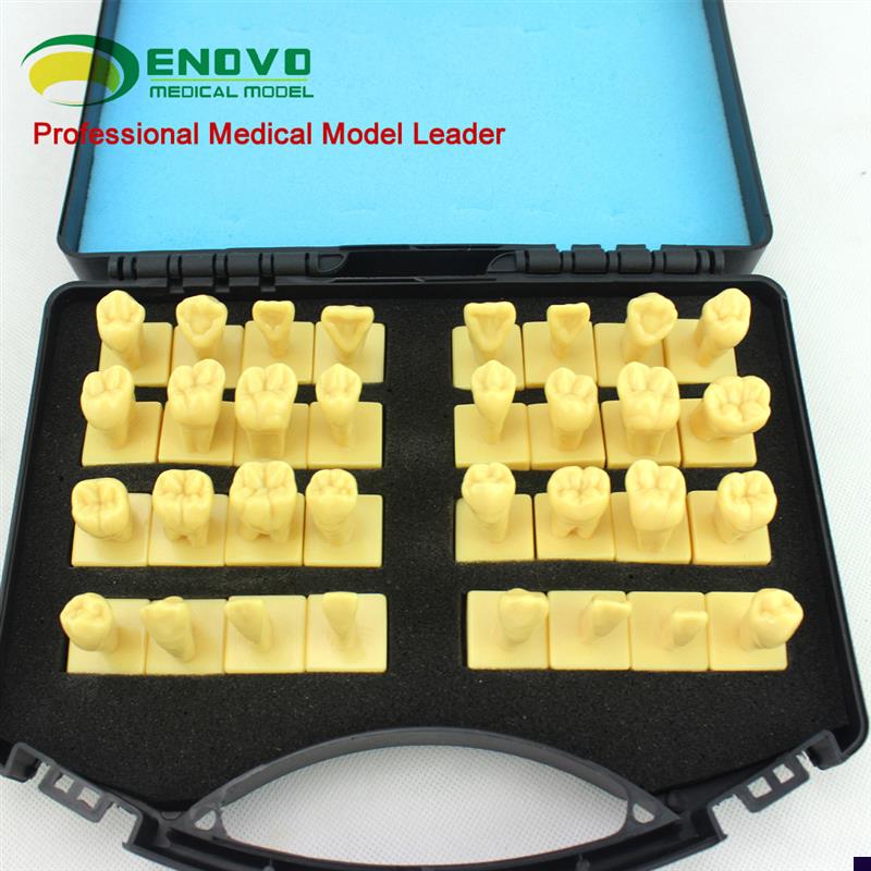 ENOVO颐诺口腔3倍雕牙指导模型牙颌面口腔教学牙体Y形态解剖雕刻