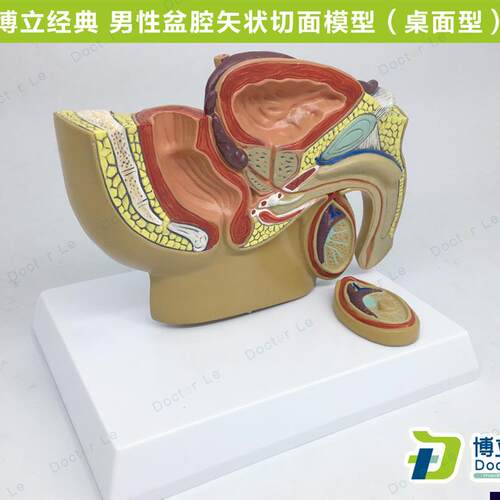 人体小型男性前列腺模型盆腔睾丸前型男L科泌尿科生殖系统生殖器