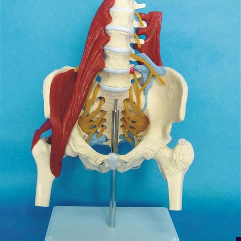 人体腰椎带肌肉模型盆骨腰间盘B突出产妇盆底肌修复演示骶骨骨骼