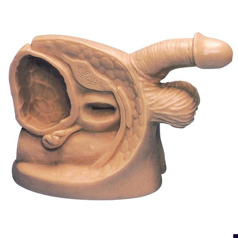 男性内外生殖器模r型及导尿模型GD/H18E