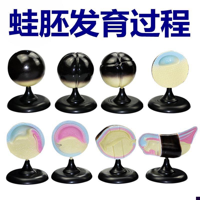 青蛙胚胎发育过程模型中学生物z课用教具8件/套实验器材动物妊娠