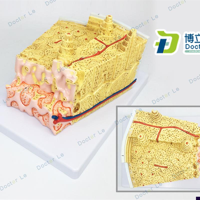 骨结构模型显微解剖模型骨髓内结构K模型骨模型骨组织解剖模
