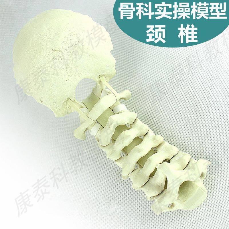 颈椎骨模型寰椎枢k椎人体散骨仿真骨科用假骨手术实训用腰椎骨骶