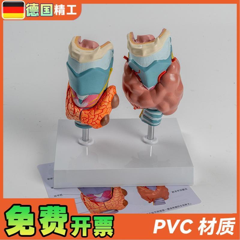 德国】人体病理甲状腺模型甲亢甲B低内分泌系统医学解剖甲状腺喉