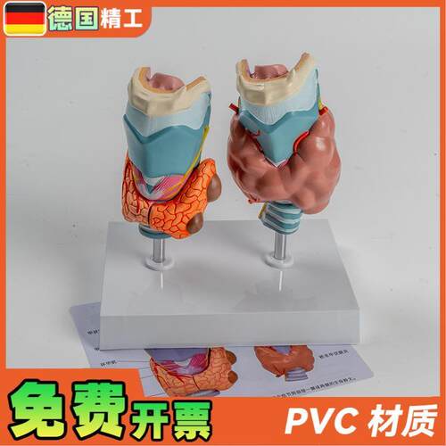 德国】人体病理甲状腺模型甲亢甲B低内分泌系统医学解剖甲状腺喉