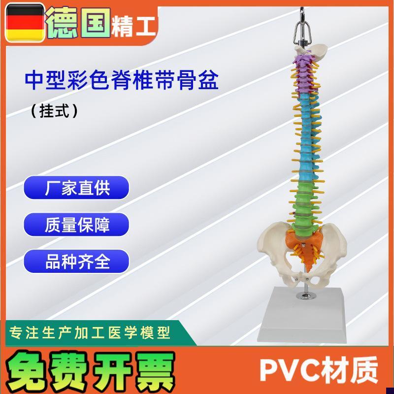 中型彩色脊椎i带骨盆(挂式)仿真人体脊椎医学演示模型