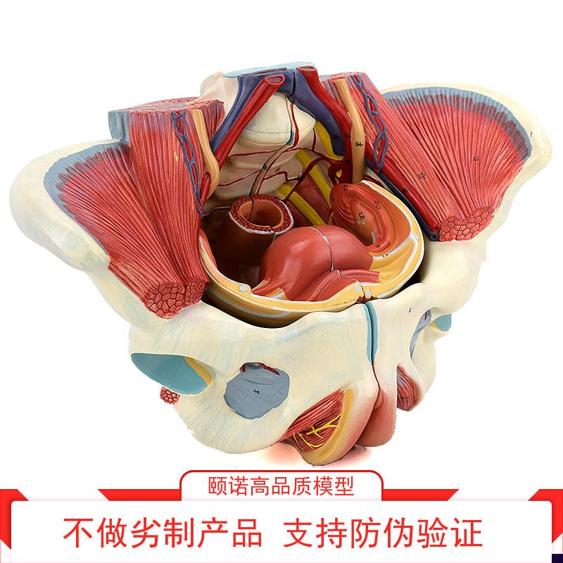 ENOVO颐诺女性骨盆腔盆底肌肉群盆底H肌模型血管神经生殖系统子宫