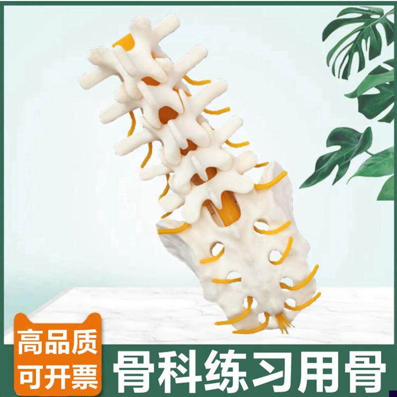 人体腰椎模型仿真骨可手术练习骨科D用假骨1比1脊椎切割髓内钉固