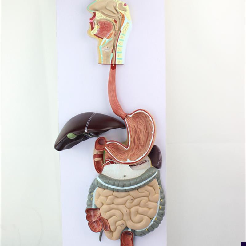 胃肠模型人体消化系统模型结构食道胃肠道肝胆P囊盲肠教学模型医
