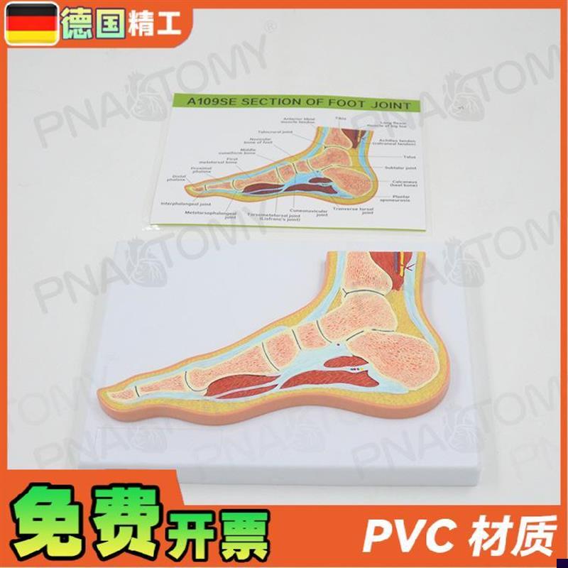 德国人体MRI脚关节骨骼肌v肉剖面构造解剖模型医学骨科疼痛科教学