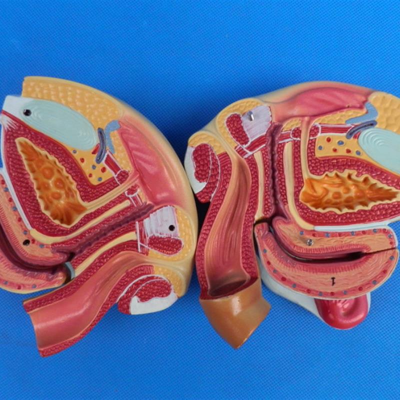 女性男性b生殖器官解剖模型计划生育用品计生展示模型计生委指定