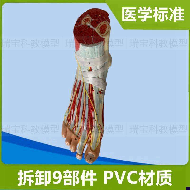 脚解剖模型踝关节肌肉神经足底肌腿E部深浅肌肉运动医用健身瑜伽