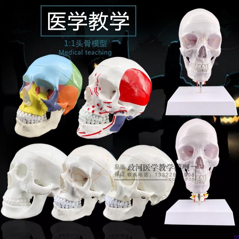成人一比一医学i仿真人体头骨模型头颅骨解剖数字编码标识骷髅标