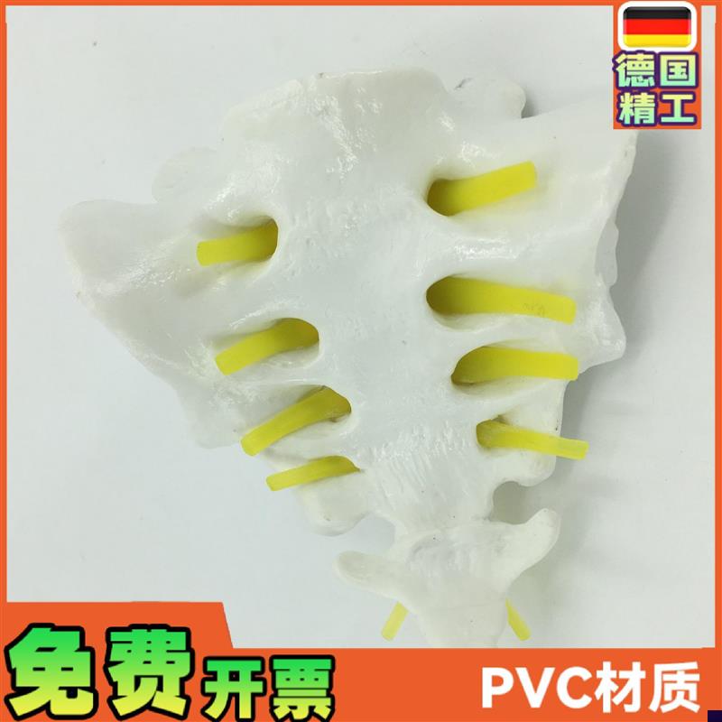 骶骨和胸尾e骨模型模型脊椎脊柱骶胸尾骨模型脊椎模型骨骼模型