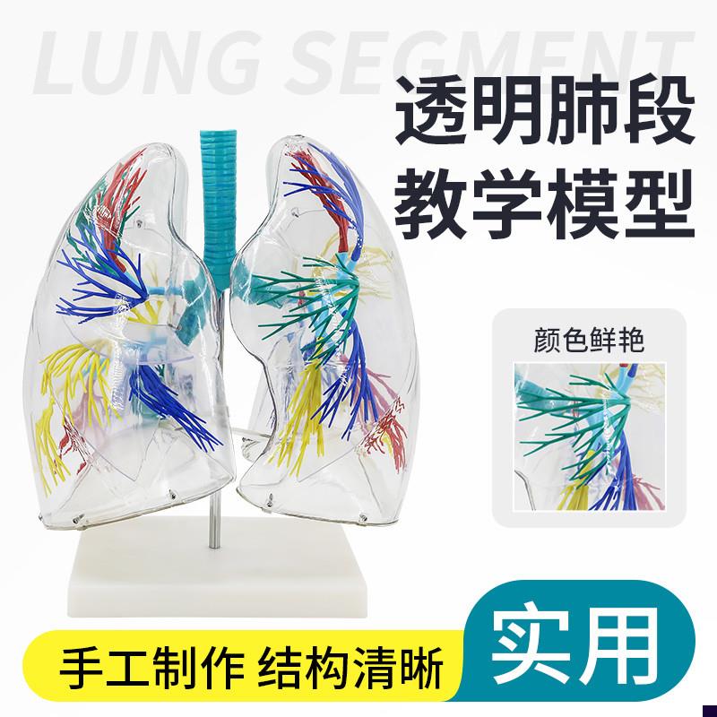 透明肺段模型人体呼吸系t统模型左右两肺支气管树结构造呼吸系统