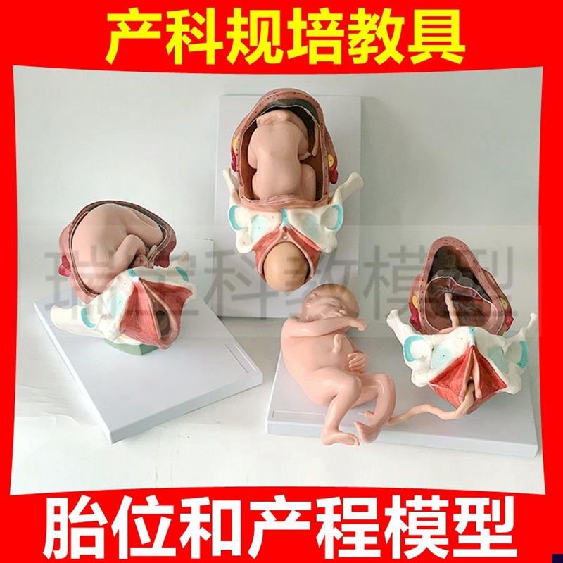足月妊娠模型胎h位产道产科临床规培教学妇幼助产士培训产程生殖