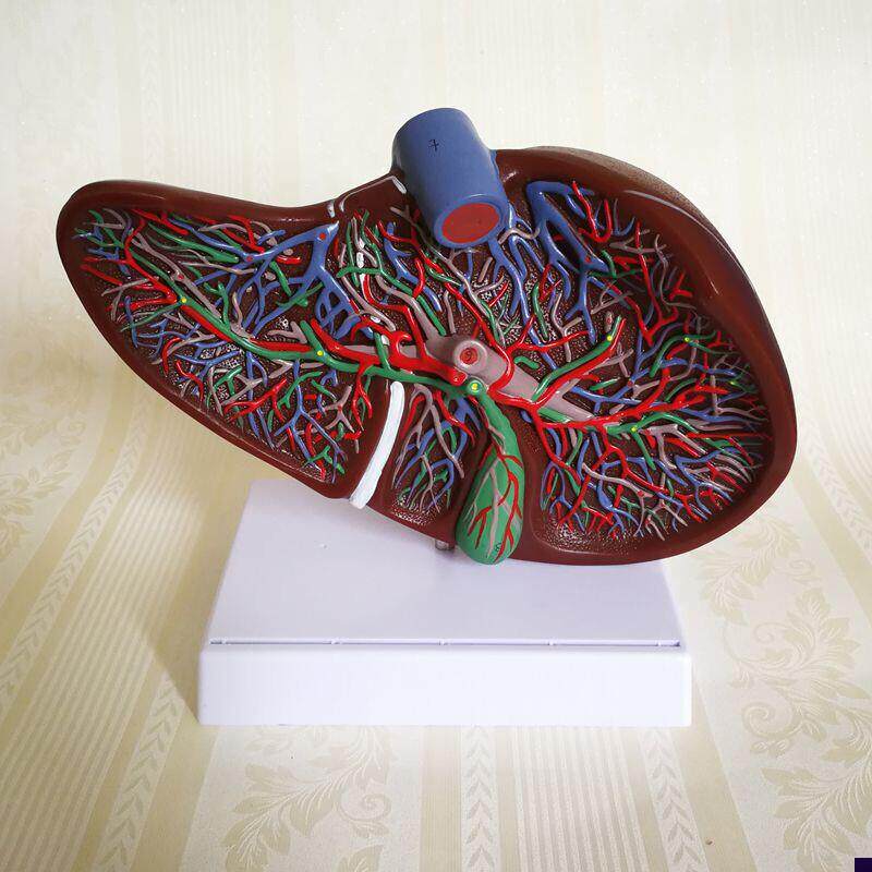 人体肝脏模型胆总管肝门静脉分布胆囊肝叶L外科手术教学仿真内脏