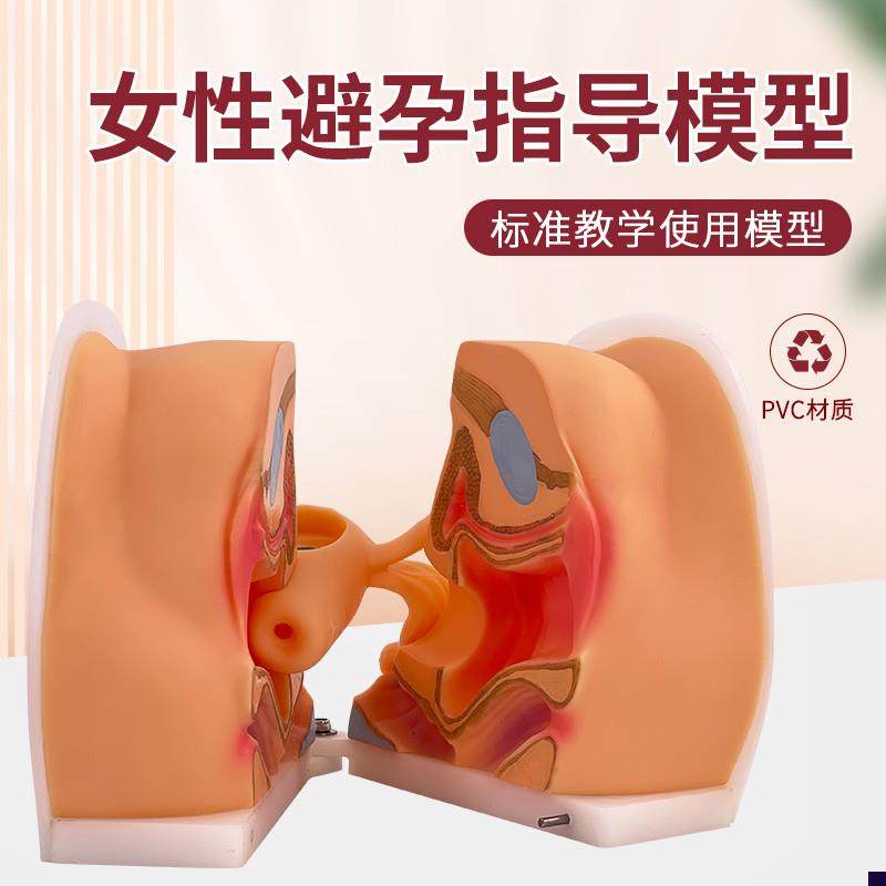 女性生殖器模型j宫颈子宫外阴道卵巢妇科检查避孕教学训练1比1