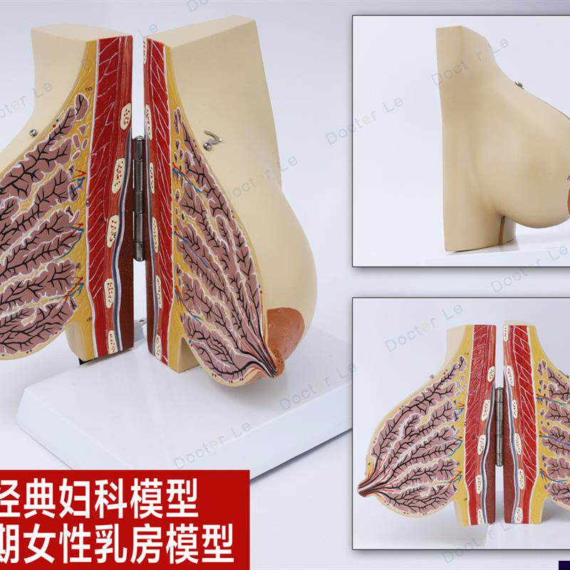 女性妊娠期哺乳期乳房模型乳腺解剖妇产科丰胸美容X教学教具生育