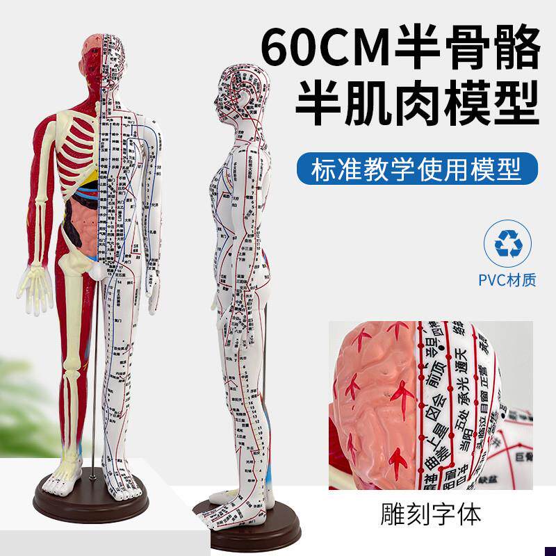 60cm人体针灸穴位模型半肌肉骨骼内脏经络穴位针T灸铜人经络模型