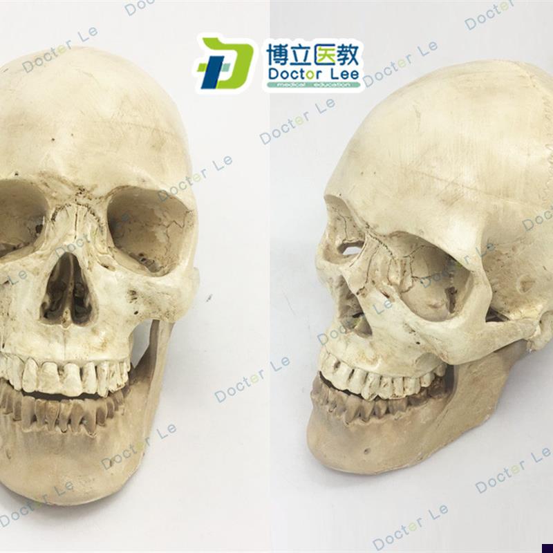 1:1树脂骷髅头绘画人头骨艺用人体F肌肉骨骼解剖头骨模型美术现货