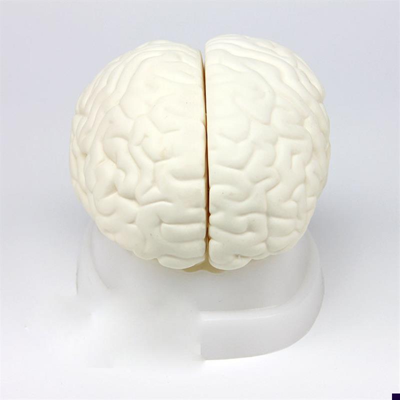 脑解剖模型