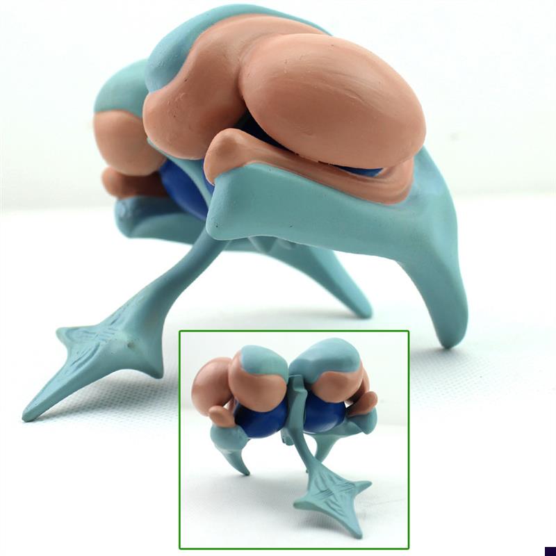 ENOVO颐诺大脑基底核脑室铸型D模型丘脑模型大脑室铸型尾状核上