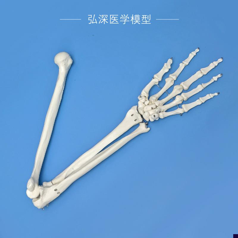 手骨尺骨桡骨肱骨模型人体上肢骨骼E结构关节骨科医学教学模具教