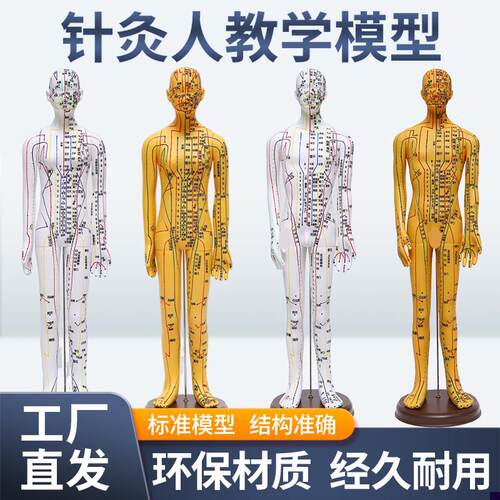 5262C中医针灸穴位人体模型教学全身十O二经络小皮人扎针练习