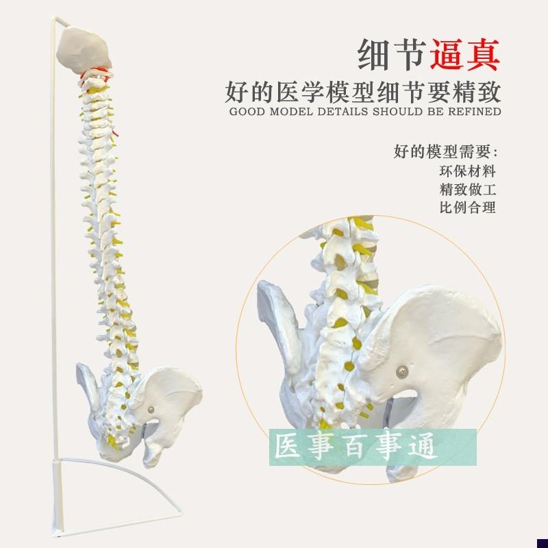 医用人体脊柱模型人体骨骼大脊椎成人1:1带颈椎胸椎W尾椎椎骨骨盆
