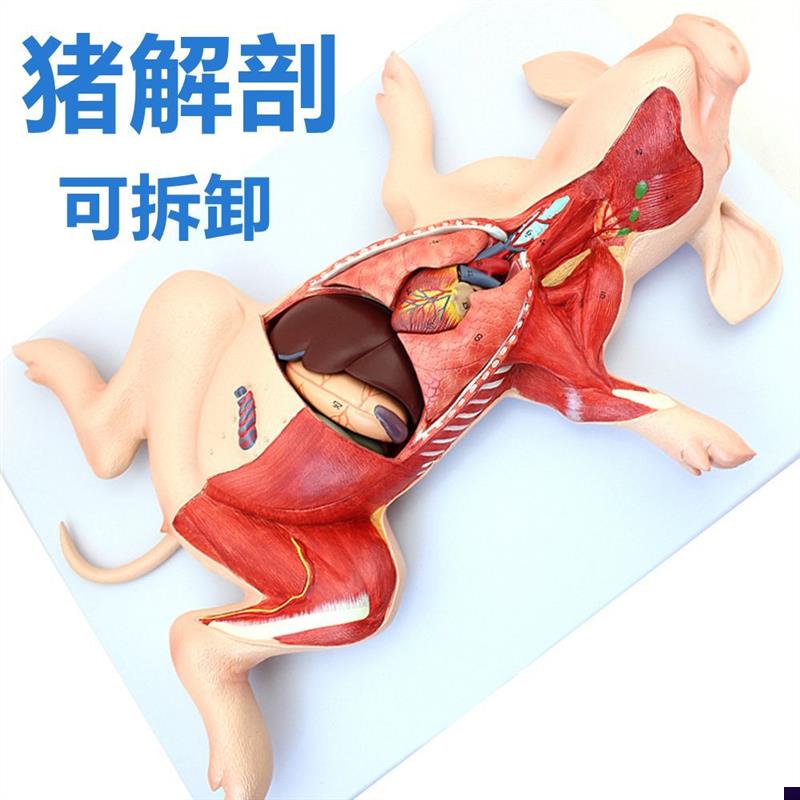 猪解剖模型内脏可拆卸带标识鸡模C型家禽畜牧兽医教学鱼类水产鲈