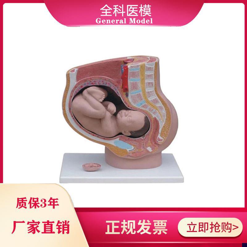 女性盆腔自然大妊娠九个x月胚胎模型女性失状分娩解剖模型